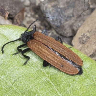 Porrostoma sp. (genus) (Lycid, Net-winged beetle) at Higgins, ACT - 28 Dec 2021 by AlisonMilton