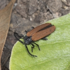 Porrostoma sp. (genus) at Higgins, ACT - 28 Dec 2021