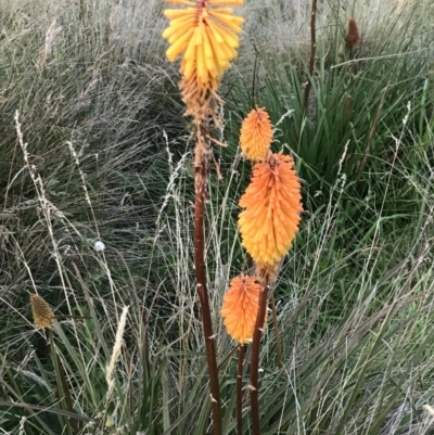 Kniphofia uvaria (Red Hot Poker) at Ventnor, VIC - 15 Dec 2021 by Tapirlord