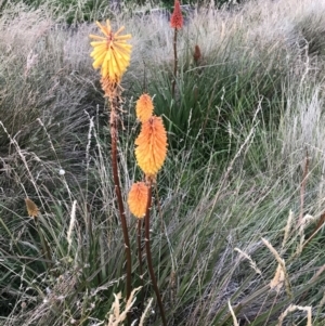 Kniphofia uvaria at Ventnor, VIC - 15 Dec 2021