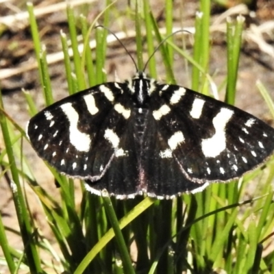 Phalaenoides tristifica (Willow-herb Day-moth) at Mount Clear, ACT - 28 Dec 2021 by JohnBundock