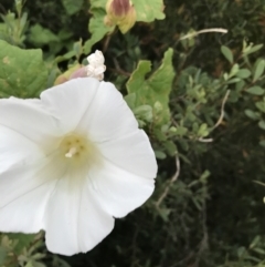 Unidentified Climber or Mistletoe at Ventnor, VIC - 15 Dec 2021 by Tapirlord