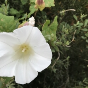 Calystegia silvatica at Ventnor, VIC - 15 Dec 2021