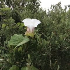 Calystegia silvatica at Ventnor, VIC - 15 Dec 2021