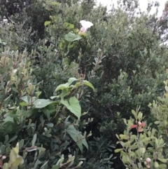 Calystegia silvatica at Ventnor, VIC - 15 Dec 2021 08:37 PM