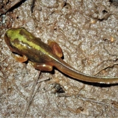 Litoria verreauxii verreauxii (Whistling Tree-frog) at Namadgi National Park - 28 Dec 2021 by JohnBundock