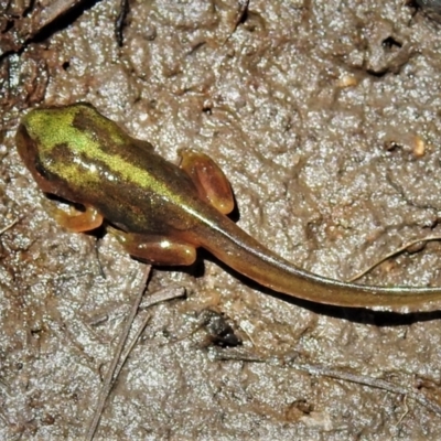 Litoria verreauxii verreauxii (Whistling Tree-frog) at Mount Clear, ACT - 28 Dec 2021 by JohnBundock