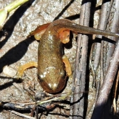 Unverified Frog at Mount Clear, ACT - 28 Dec 2021 by JohnBundock