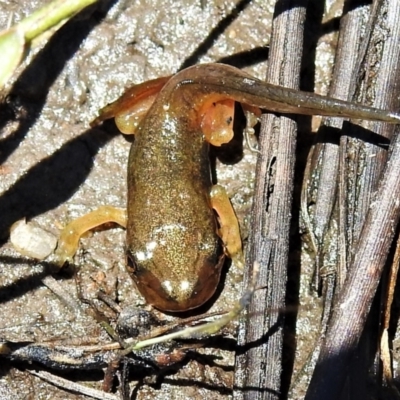 Unidentified Frog at Namadgi National Park - 28 Dec 2021 by JohnBundock