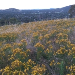 Hypericum perforatum (St John's Wort) at Kambah, ACT - 28 Dec 2021 by michaelb