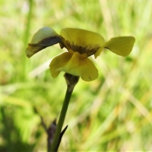 Diuris monticola at Mount Clear, ACT - suppressed