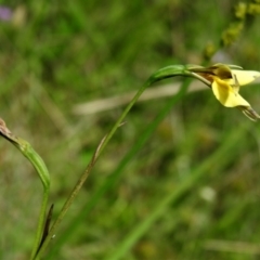 Diuris monticola at Mount Clear, ACT - suppressed