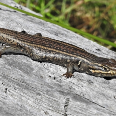 Liopholis whitii (White's Skink) at Namadgi National Park - 28 Dec 2021 by JohnBundock