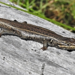 Liopholis whitii (White's Skink) at Mount Clear, ACT - 28 Dec 2021 by JohnBundock