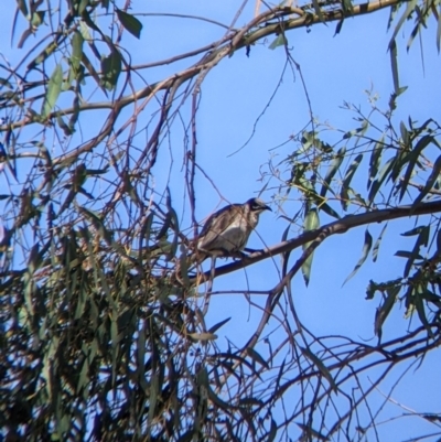 Philemon citreogularis (Little Friarbird) at Albury - 21 Dec 2021 by Darcy