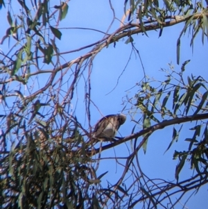 Philemon citreogularis at Table Top, NSW - suppressed