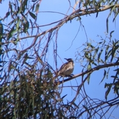 Philemon citreogularis at Table Top, NSW - suppressed