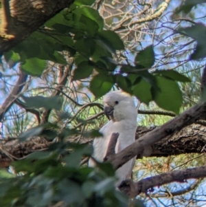 Cacatua galerita at Table Top, NSW - 22 Dec 2021