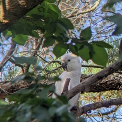 Cacatua galerita (Sulphur-crested Cockatoo) at Albury - 21 Dec 2021 by Darcy