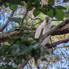 Cacatua galerita at Table Top, NSW - 22 Dec 2021