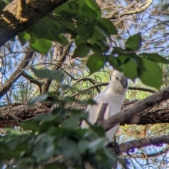 Cacatua galerita at Table Top, NSW - 22 Dec 2021