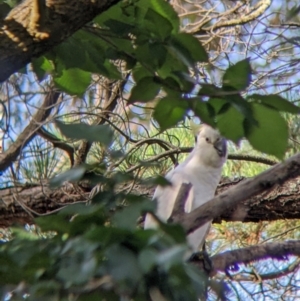 Cacatua galerita at Table Top, NSW - 22 Dec 2021