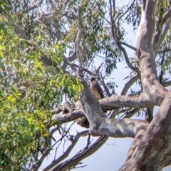 Falco peregrinus (Peregrine Falcon) at Table Top, NSW - 22 Dec 2021 by Darcy