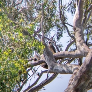 Falco peregrinus at Table Top, NSW - suppressed