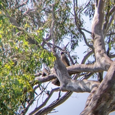 Falco peregrinus (Peregrine Falcon) at Table Top, NSW - 22 Dec 2021 by Darcy