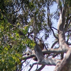 Falco peregrinus at Table Top, NSW - suppressed