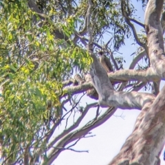 Falco peregrinus at Table Top, NSW - suppressed