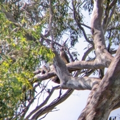 Falco peregrinus at Table Top, NSW - suppressed