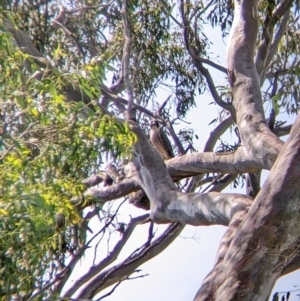 Falco peregrinus at Table Top, NSW - suppressed