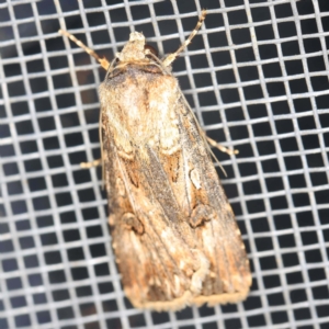 Agrotis munda at O'Connor, ACT - 22 Dec 2021