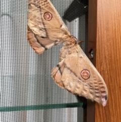 Opodiphthera eucalypti (Emperor Gum Moth) at Broulee Moruya Nature Observation Area - 26 Dec 2021 by PeterA