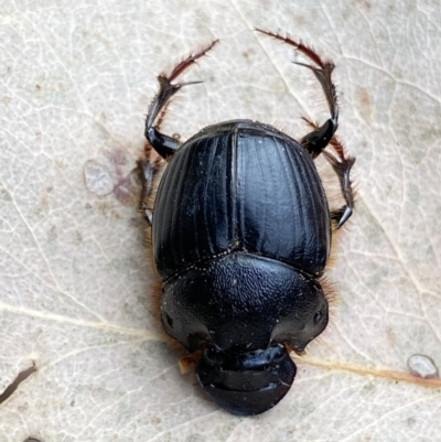 Onthophagus sp. (genus) (Dung beetle) at Mount Fairy, NSW - 28 Dec 2021 by SteveBorkowskis