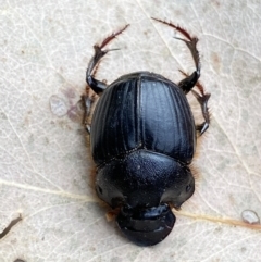 Onthophagus sp. (genus) (Dung beetle) at Mount Fairy, NSW - 28 Dec 2021 by Steve_Bok