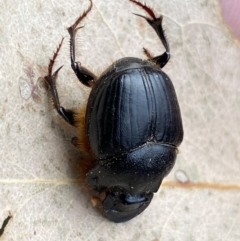 Onthophagus sp. (genus) at Mount Fairy, NSW - 28 Dec 2021