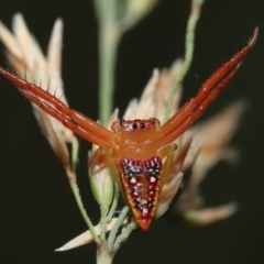 Arkys walckenaeri (Triangle spider) at ANBG - 27 Dec 2021 by TimL