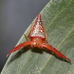 Arkys walckenaeri (Triangle spider) at Acton, ACT - 28 Dec 2021 by TimL