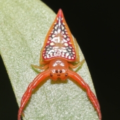 Arkys walckenaeri (Triangle spider) at ANBG - 28 Dec 2021 by TimL