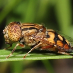 Eristalinus punctulatus (Golden Native Drone Fly) at ANBG - 28 Dec 2021 by TimL