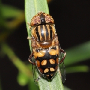 Eristalinus punctulatus at Acton, ACT - 28 Dec 2021