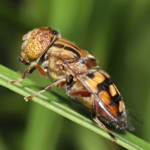 Eristalinus punctulatus at Acton, ACT - 28 Dec 2021