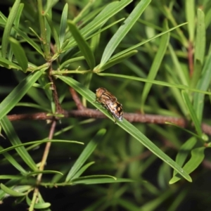 Eristalinus punctulatus at Acton, ACT - 28 Dec 2021