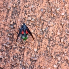 Desudaba (Genus) (Planthopper) at Wellington Point, QLD - 29 Dec 2021 by TimL