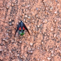 Unidentified Leafhopper or planthopper (Hemiptera, several families) at Wellington Point, QLD - 28 Dec 2021 by TimL