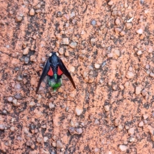 Desudaba (Genus) at Wellington Point, QLD - suppressed