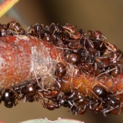 Eurymeloides punctata at Jerrabomberra, ACT - suppressed