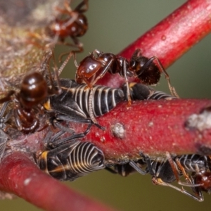 Eurymeloides punctata at Jerrabomberra, ACT - suppressed